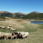 Національний парк Біоградська Гора