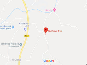 Розташування Древнього оливкового дерева на карті
