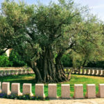 Древнє оливкове дерево