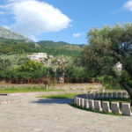 Древнє оливкове дерево