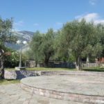 Древнє оливкове дерево