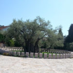 Древнє оливкове дерево