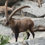 Альпійський зоопарк - Інсбрук - Австрія