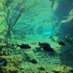 Альпійський зоопарк - Інсбрук - Австрія