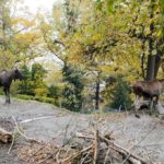 Альпійський зоопарк - Інсбрук - Австрія