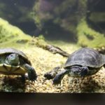 Альпійський зоопарк - Інсбрук - Австрія