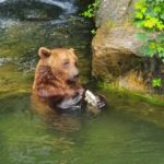 Альпійський зоопарк - Інсбрук - Австрія