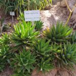 Ботанічний сад університету Граца - Грац - Австрія