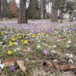 Ботанічний сад університету Граца - Грац - Австрія