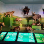 Музей природної історії - Зальцбург - Австрія