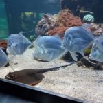 Музей природної історії - Зальцбург - Австрія