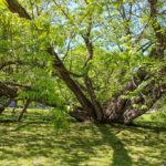 Міський парк - Грац - Австрія