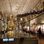Музей природознавства - Відень - Австрія