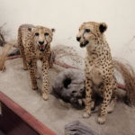 Національний музей природної історії - Софія -Болгарія