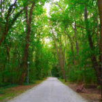 Балтата - Албена - Болгарія