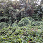 Природний парк «Золоті Піски» - Болгарія