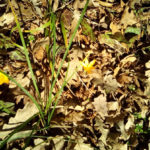 Природний парк «Золоті Піски» - Болгарія