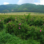 Долина троянд - Казанлик - Болгарія