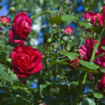 Долина троянд - Казанлик - Болгарія