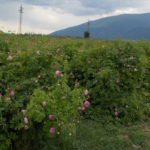 Долина троянд - Казанлик - Болгарія