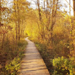 Кампіноський національний парк - Варшава - Польща