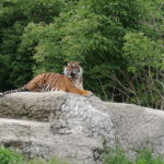 Варшавський зоопарк - Варшава - Польща