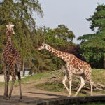 Вроцлавський зоопарк - Вроцлав - Польща