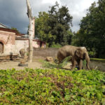 Вроцлавський зоопарк - Вроцлав - Польща