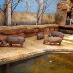 Вроцлавський зоопарк - Вроцлав - Польща