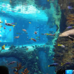 Вроцлавський зоопарк - Вроцлав - Польща