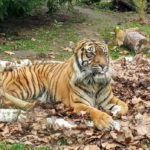 Вроцлавський зоопарк - Вроцлав - Польща