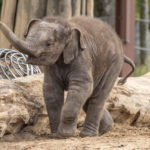 Pairi Daiza - Брюссель - Бельгія