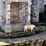 Pairi Daiza - Брюссель - Бельгія