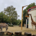 Антверпенський зоопарк - Антверпен - Бельгія