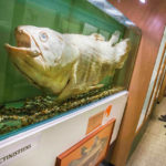 Музей зоології - Брюссель - Бельгія