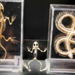 Музей зоології - Брюссель - Бельгія