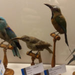 Музей зоології - Брюссель - Бельгія