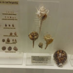 Музей зоології - Брюссель - Бельгія