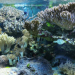 Акваріум-музей Льєжа - Льєж - Бельгія