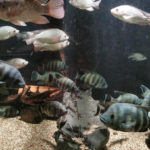 Акваріум-музей Льєжа - Льєж - Бельгія