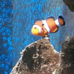 Акваріум-музей Льєжа - Льєж - Бельгія