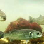 Акваріум Остенде - Остенде - Бельгія