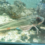 Акваріум Остенде - Остенде - Бельгія