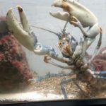 Акваріум Остенде - Остенде - Бельгія