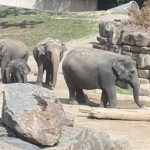 Парк тварин Планкендель - Мехелен - Бельгія