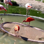 Парк тварин Планкендель - Мехелен - Бельгія