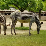 Парк тварин Планкендель - Мехелен - Бельгія