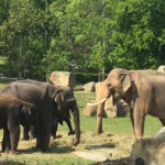 Празький зоопарк - Прага - Чехія