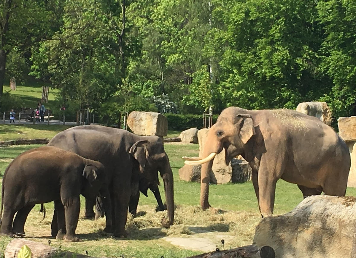 Празький зоопарк - Прага - Чехія