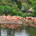 Празький зоопарк - Прага - Чехія